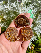 Load image into Gallery viewer, ammonite fossil