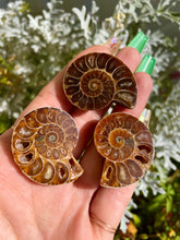 Load image into Gallery viewer, ammonite fossil