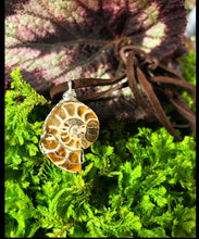Load image into Gallery viewer, ammonite shell on cruelty-free suede