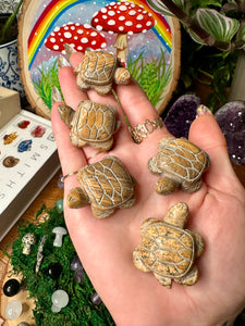 picture jasper turtle